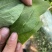 [包菜]甘蓝圆包菜对接各大市场商超电商欢迎来电采购