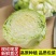 [包菜]甘蓝圆包菜对接各大市场商超电商欢迎来电采购