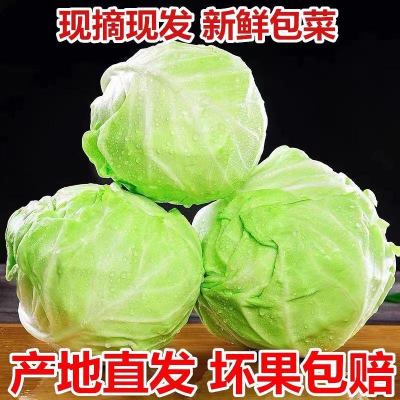 [包菜]甘蓝圆包菜对接各大市场商超电商欢迎来电采购