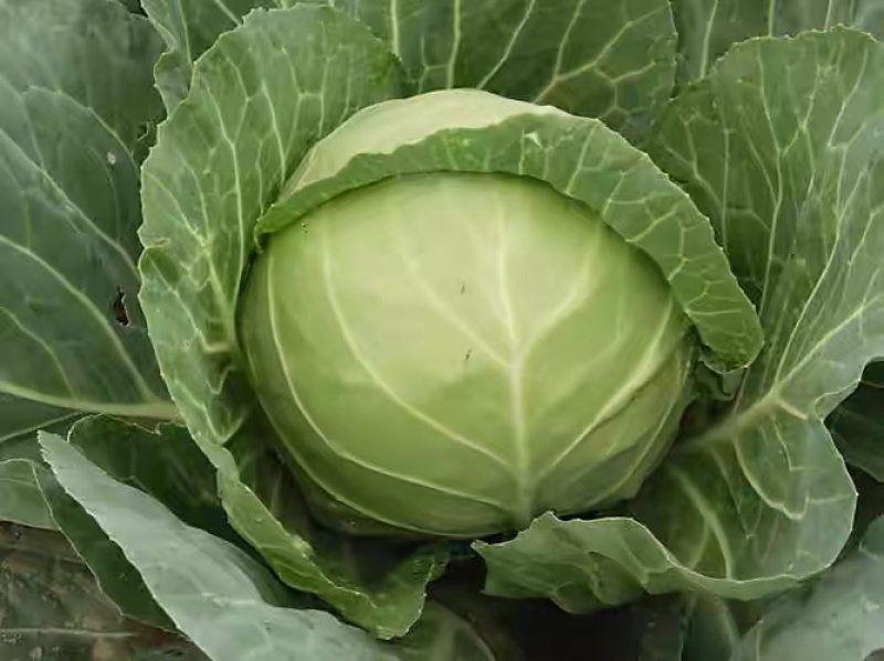 [包菜]甘蓝圆包菜对接各大市场商超电商欢迎来电采购