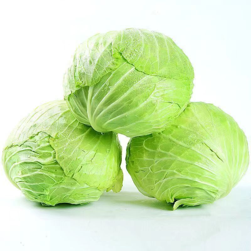 [包菜]甘蓝圆包菜对接各大市场商超电商欢迎来电采购