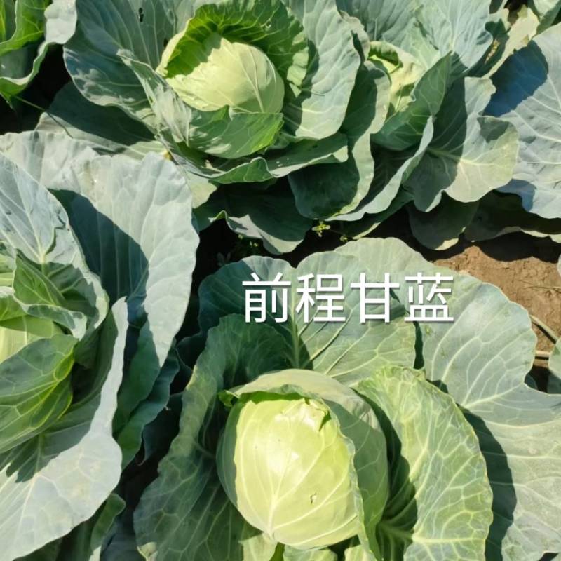 夏季耐高温甘蓝种子前程甘蓝极早熟50天耐热圆球绿球包菜种