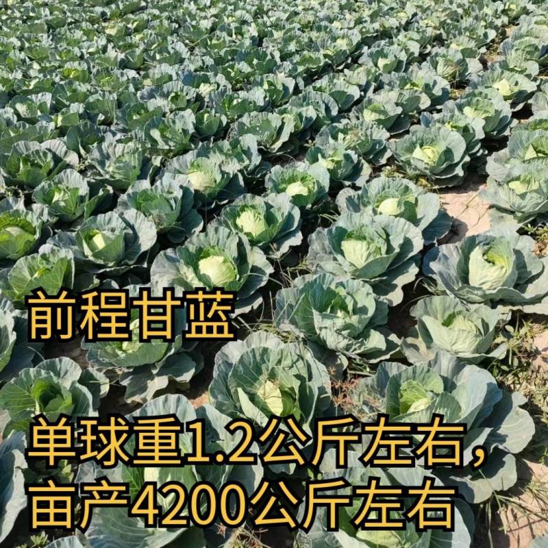 夏季耐高温甘蓝种子前程甘蓝极早熟50天耐热圆球绿球包菜种