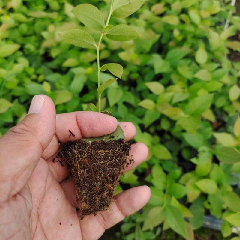 蓝莓苔藓苗LH5L11F6L25优系绿宝石薄雾蓝莓小苗