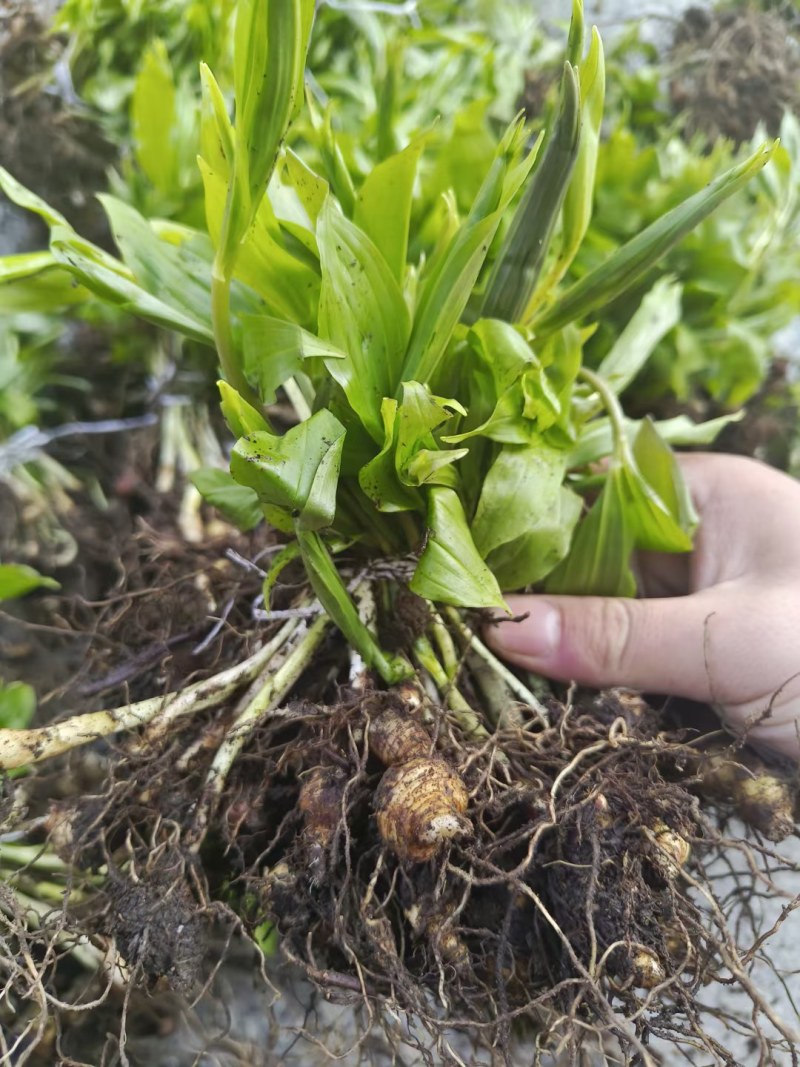 黄精种苗产量高价格好成活率商批发价0.2一棵包回收