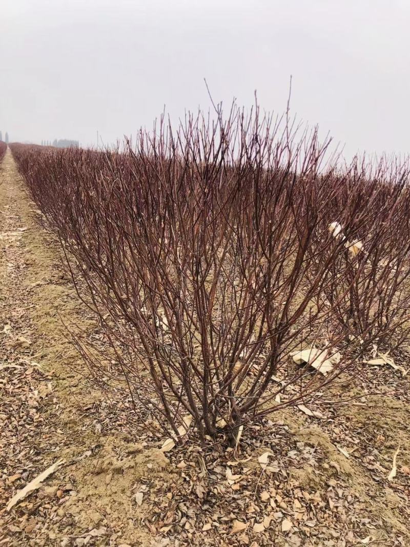 榆叶梅球东北红叶榆叶梅树球杯苗容器苗绿篱小苗优惠