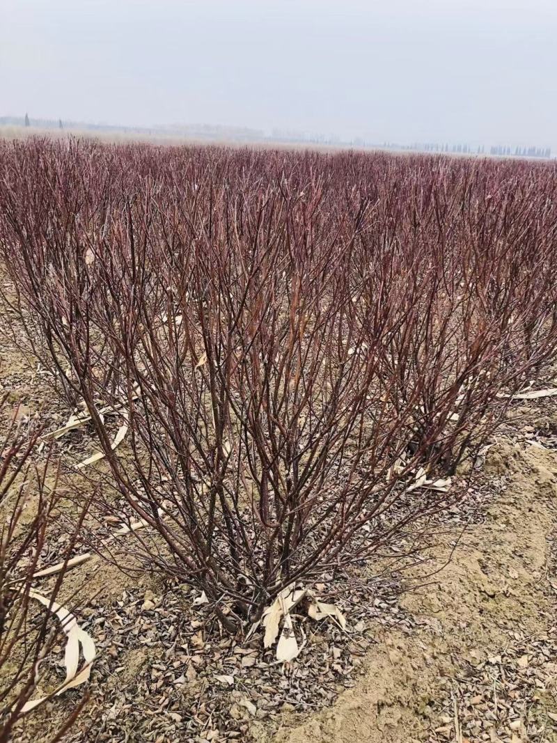 榆叶梅球东北红叶榆叶梅树球杯苗容器苗绿篱小苗优惠