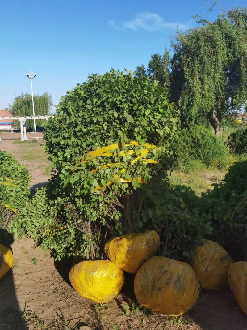 榆叶梅球东北红叶榆叶梅树球杯苗容器苗绿篱小苗优惠