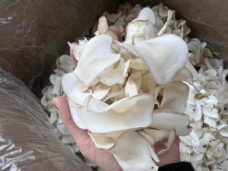 原色无硫海底椰片《奶香浓郁》大量现货全国秒发，有量有价