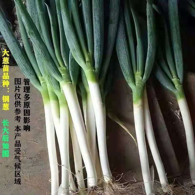 [推荐]铁杆葱苗主营中高端葱苗，保质保量，假一赔十