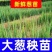 [强烈推荐]铁杆大葱苗一代葱苗包成活，全国发货