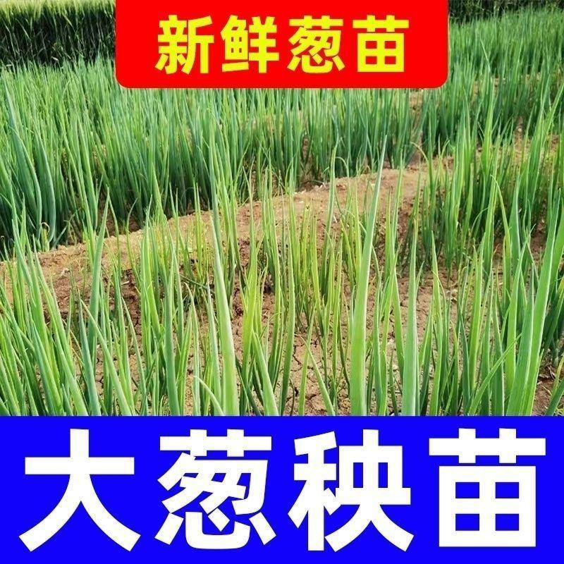 [强烈推荐]铁杆大葱苗一代葱苗包成活，全国发货
