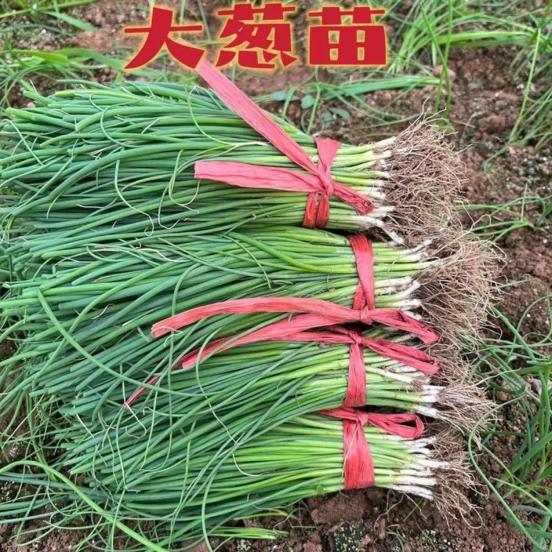 [强烈推荐]铁杆大葱苗一代葱苗包成活，全国发货