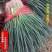 [强烈推荐]铁杆大葱苗一代葱苗包成活，全国发货