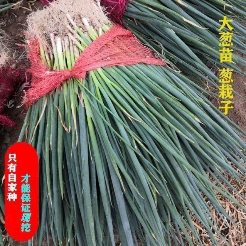 [强烈推荐]铁杆大葱苗一代葱苗包成活，全国发货