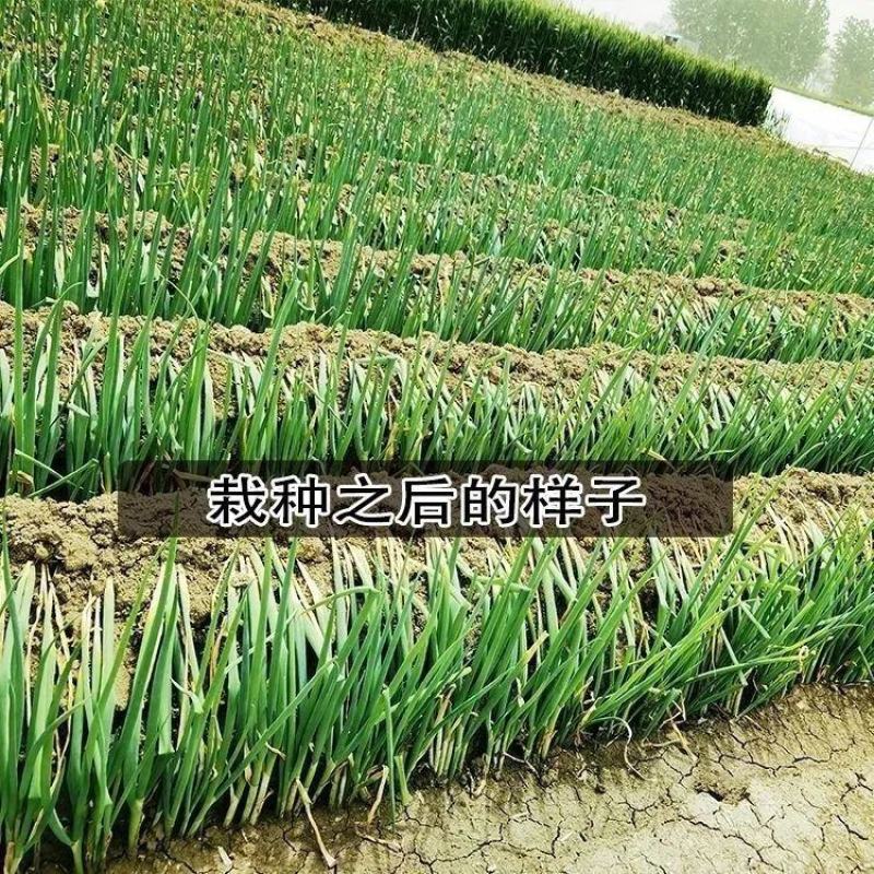 [强烈推荐]铁杆大葱苗一代葱苗包成活，全国发货