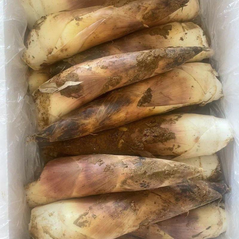 产地发货江西黄泥巴精品铺盖雷竹笋肉嫩香甜统货啦