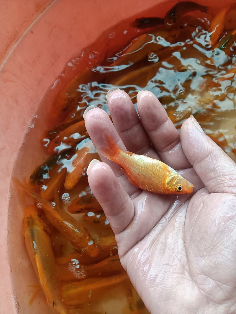 红鲤鱼苗，杂交快大良种好养苗场直销