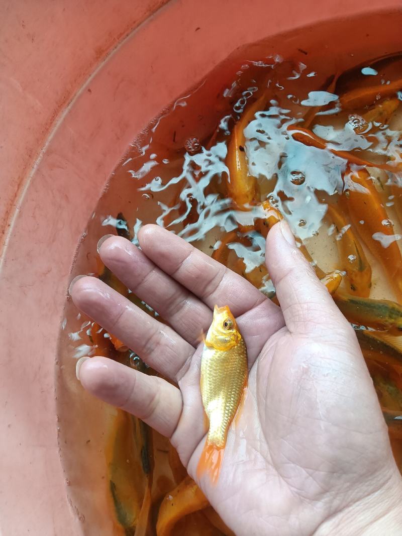红鲤鱼苗，杂交快大良种好养苗场直销
