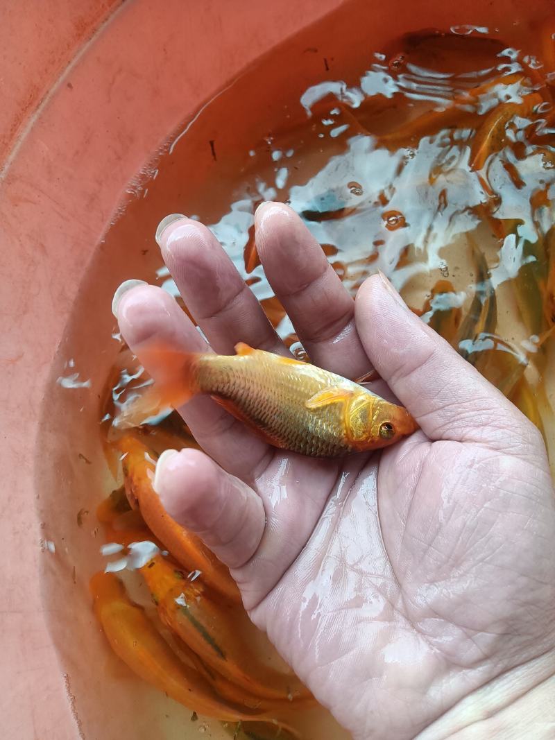 红鲤鱼苗，杂交快大良种好养苗场直销