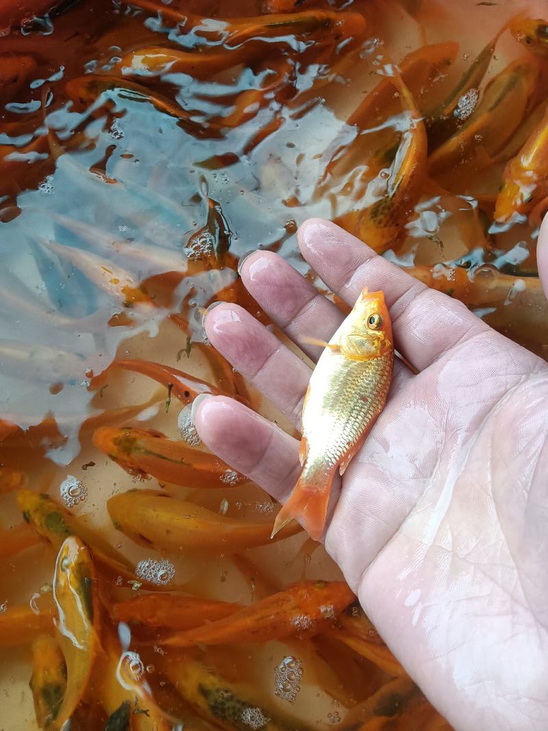 红鲤鱼苗，杂交快大良种好养苗场直销