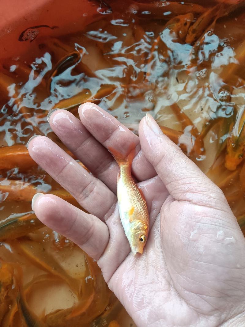 红鲤鱼苗，杂交快大良种好养苗场直销