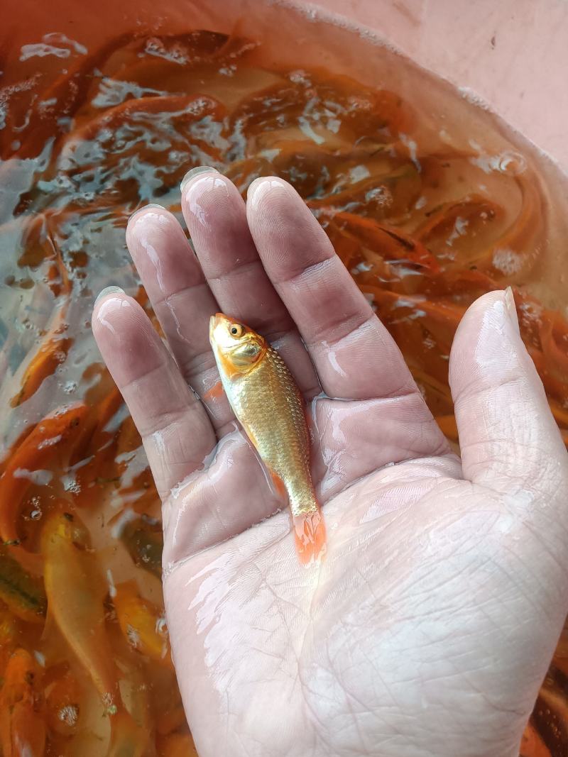 红鲤鱼苗，杂交快大良种好养苗场直销