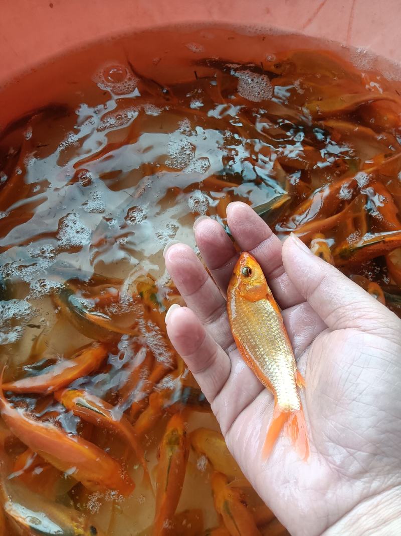 红鲤鱼苗，杂交快大良种好养苗场直销
