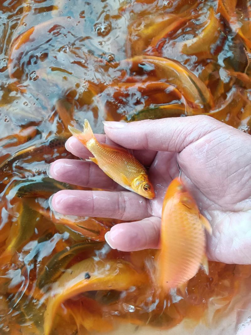 红鲤鱼苗，杂交快大良种好养苗场直销