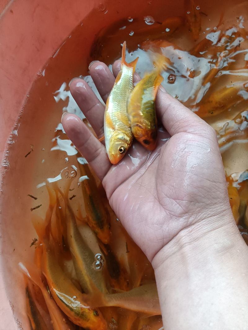 红鲤鱼苗，杂交快大良种好养苗场直销