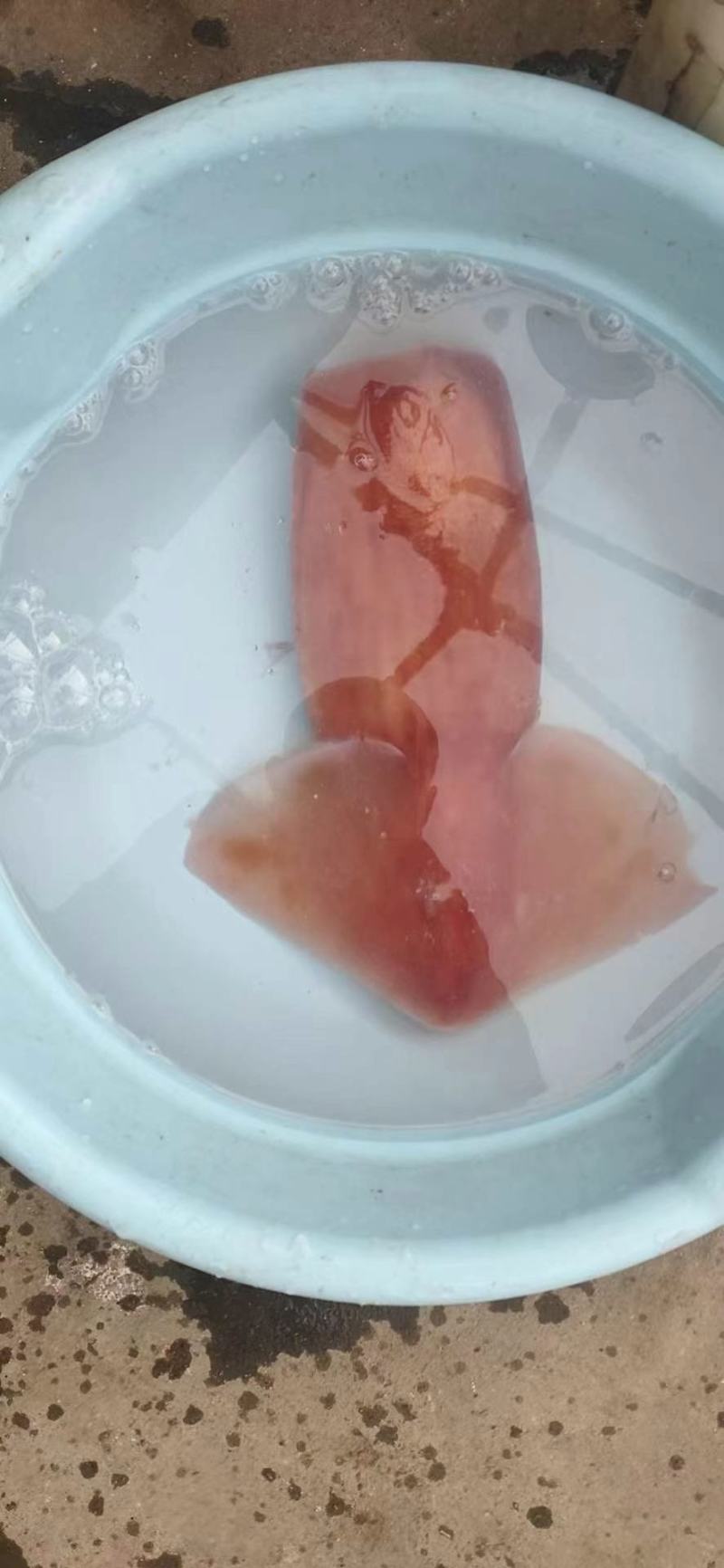 水发带头鱿鱼干专用，质量好干度好泡发度强，支持定制加工。