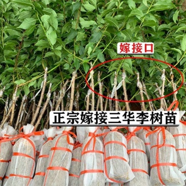 正宗钱排嫁接三华李苗银妃早熟树苗清脆红肉当年结果