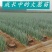 [包活]铁杆大葱苗万亩基地葱苗原产地发货常年代育苗