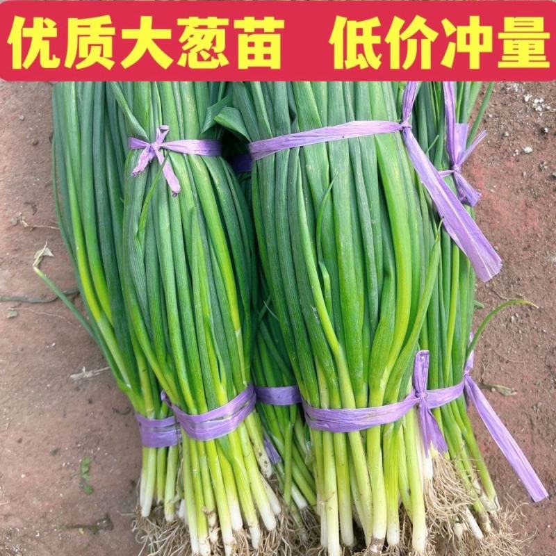 [包活]铁杆大葱苗万亩基地葱苗原产地发货常年代育苗