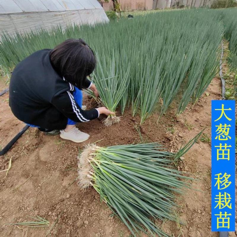 [包活]铁杆大葱苗万亩基地葱苗原产地发货常年代育苗