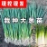 山东大葱苗铁杆钢葱苗安丘葱苗抗旱耐涝产量高提供技术