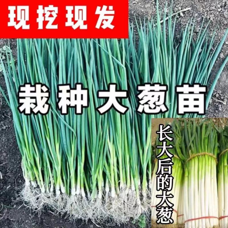 山东大葱苗铁杆钢葱苗安丘葱苗抗旱耐涝产量高提供技术