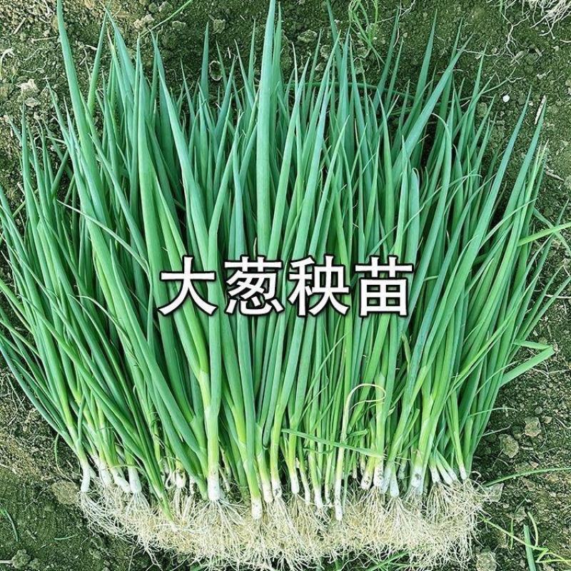 山东大葱苗铁杆钢葱苗安丘葱苗抗旱耐涝产量高提供技术
