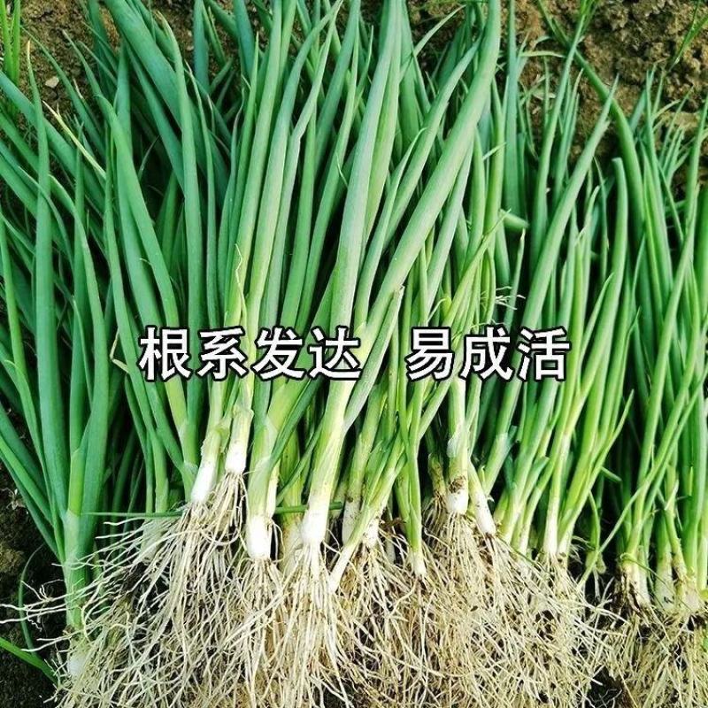 山东大葱苗铁杆钢葱苗安丘葱苗抗旱耐涝产量高提供技术