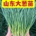 山东大葱苗铁杆钢葱苗安丘葱苗抗旱耐涝产量高提供技术