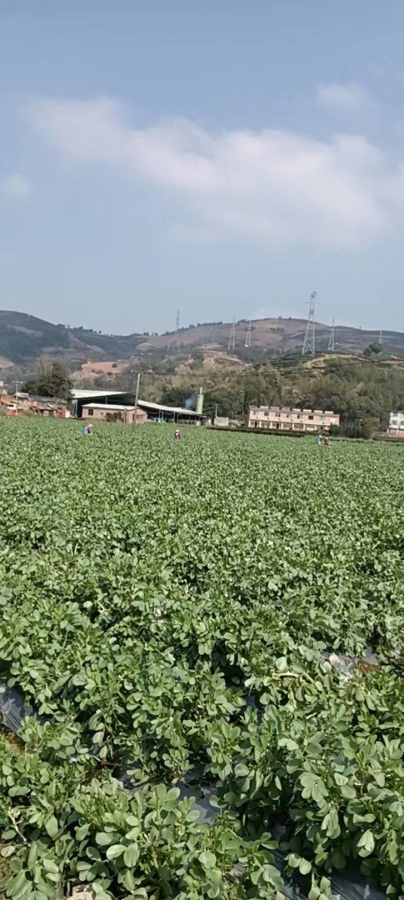 坐标福鼎店下镇自种500亩青海蚕豆可接受预订
