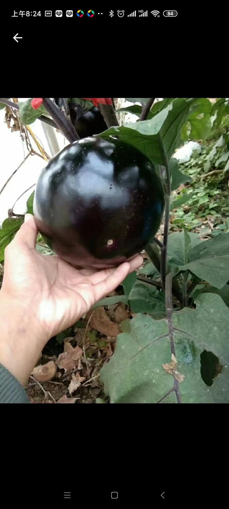 圆茄广茄紫长茄茄子