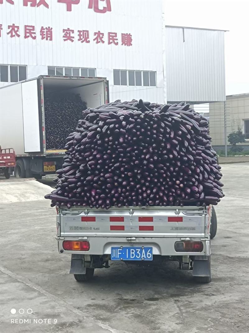 圆茄广茄紫长茄茄子