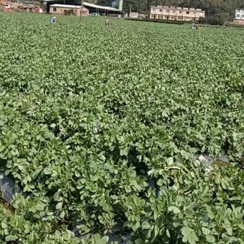 精品青海豆坐标福鼎店下镇