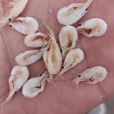 蹦虾，烤海虾油炸虾原材料，一手货源