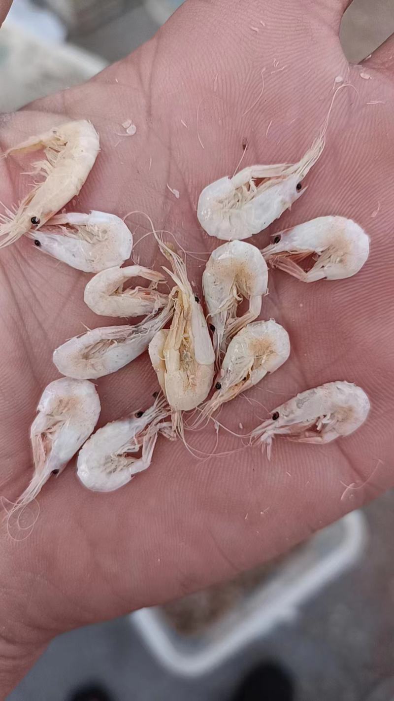 蹦虾，烤海虾油炸虾原材料，一手货源