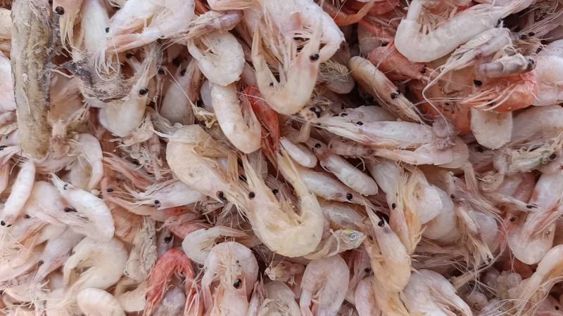 蹦虾，烤海虾油炸虾原材料，一手货源