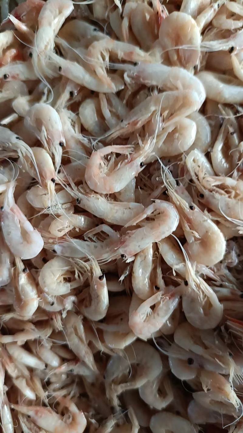蹦虾，烤海虾油炸虾原材料，一手货源