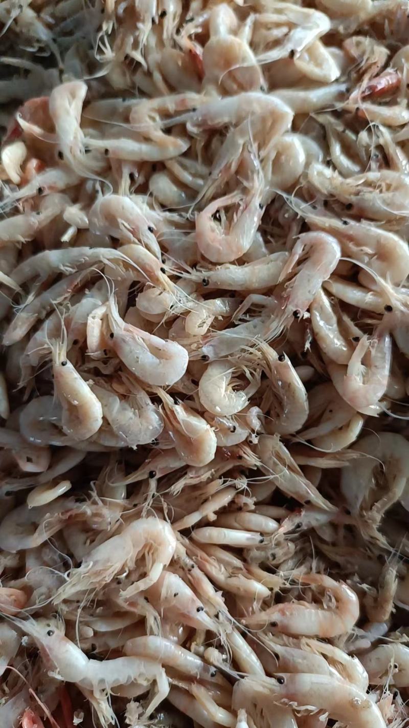 蹦虾，烤海虾油炸虾原材料，一手货源