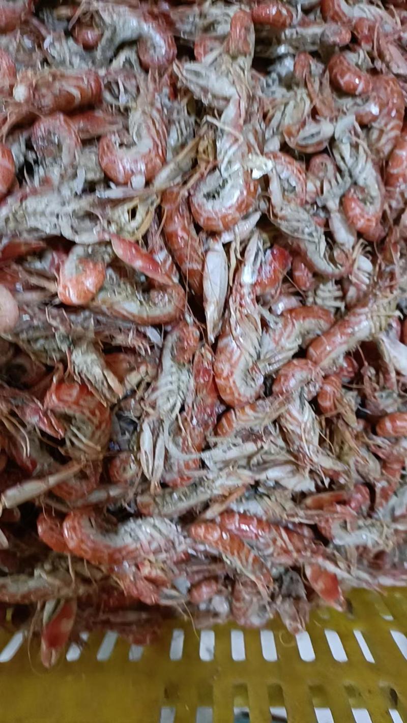 渤海湾出品，龙虾，也叫花虾